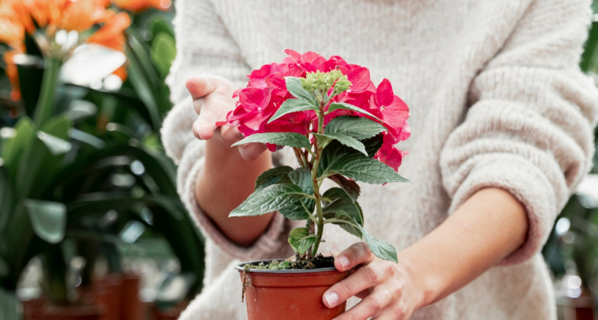 Герань зацветет пышными бутонами: лайфхак с обычной булавкой