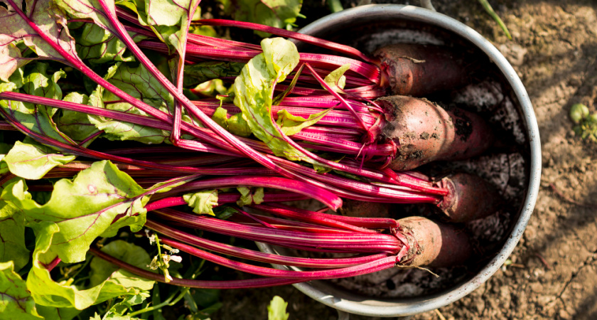 Маркова подтвердила лидерство Липецкой области в сахарной отрасли