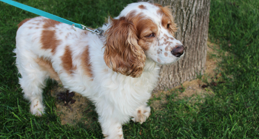 От бордер-колли до пуделя: кто входит в собачью сборную умников и почему