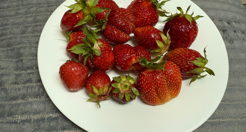 Сею клубнику в горшке на подоконнике – плодоносит круглый год: собираю урожай по 2 кг с куста