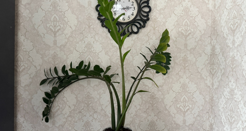 Все выкидывают, а я кормлю замиокулькас — теперь весь в «жирной» листве: ленивое удобрение за копейки