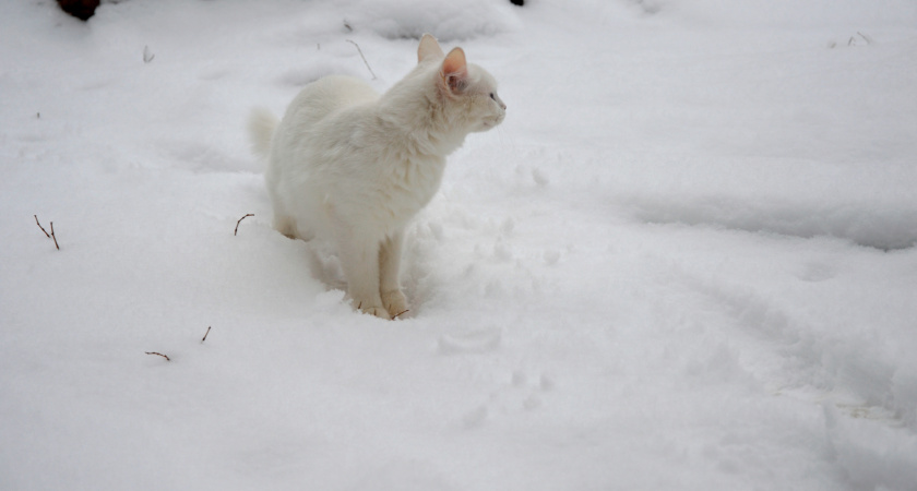 Людям старше 60 лет лучше держаться подальше от кошек: ученые объяснили почему