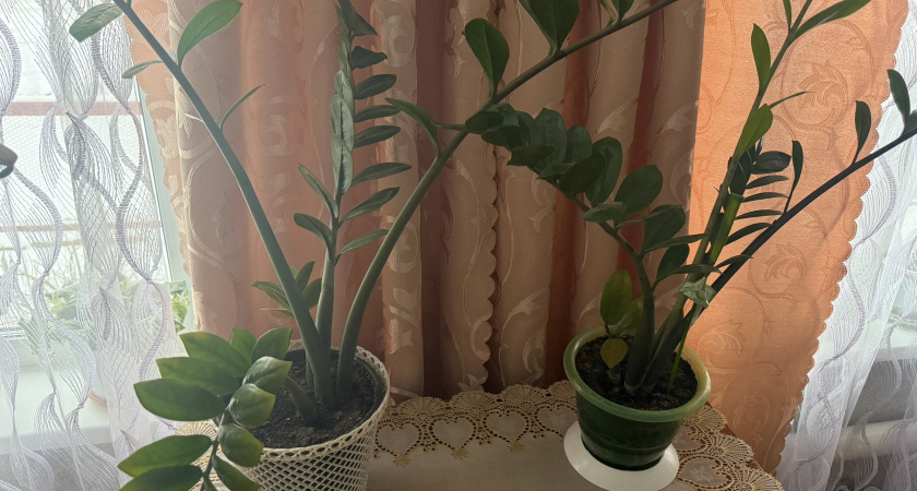 Зеленеет даже в холода: 2 ингредиента — и замиокулькас растет как бешеный: подкормка по листу