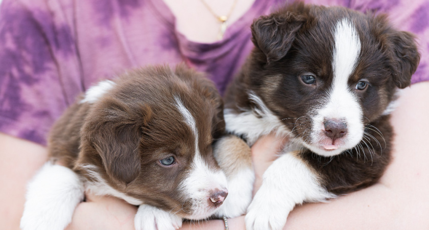 Елецкий ветврач спасла испанского мастифа во время родов