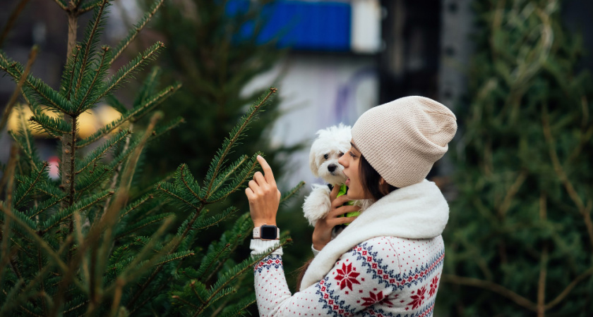 Липецкие елочные базары откроют 15 декабря