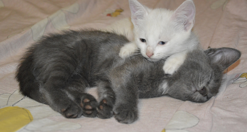 Это не любовь, а стратегия: вот как кот на самом деле отбирает хозяина для ночёвки