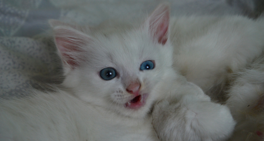 Почему кошка кусается, когда её гладишь: вот что с этим делать