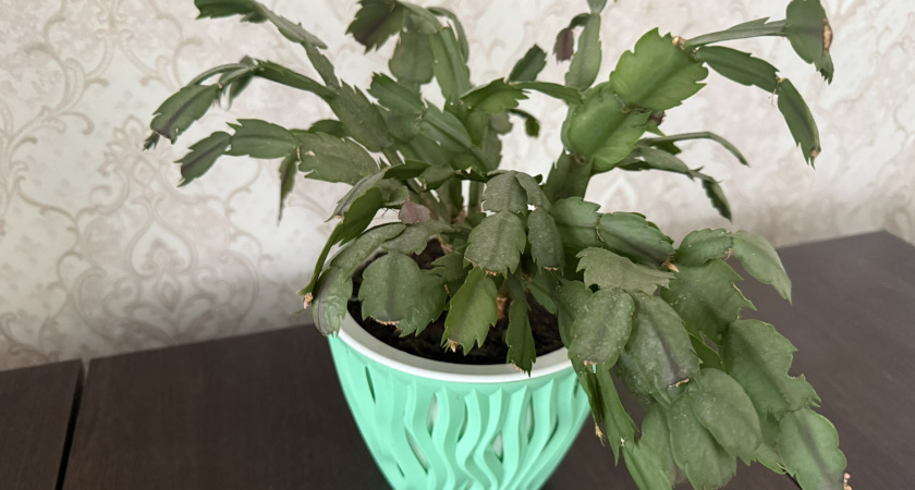 1 таблетку в горшок, чтобы декабрист радовал цветами до весны: лучшее декабрьское удобрение 