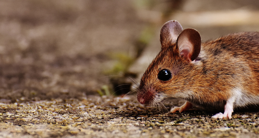 Не яд и не ловушки: неочевидный способ сделать дом неприступным для грызунов