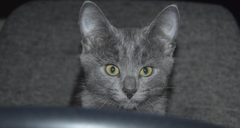 Что делать, если кот постоянно норовит выскочить в подъезд 