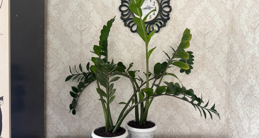 2 таблетки в воду – и замиокулькас радует побегами каждый день: стимулирующая подкормка для суккулента