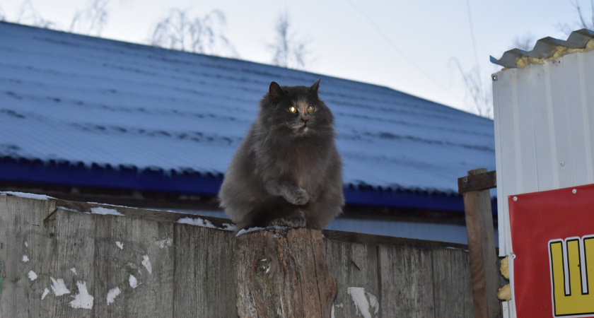 Кошачьи приметы: что обещает удачу, а что — проблемы