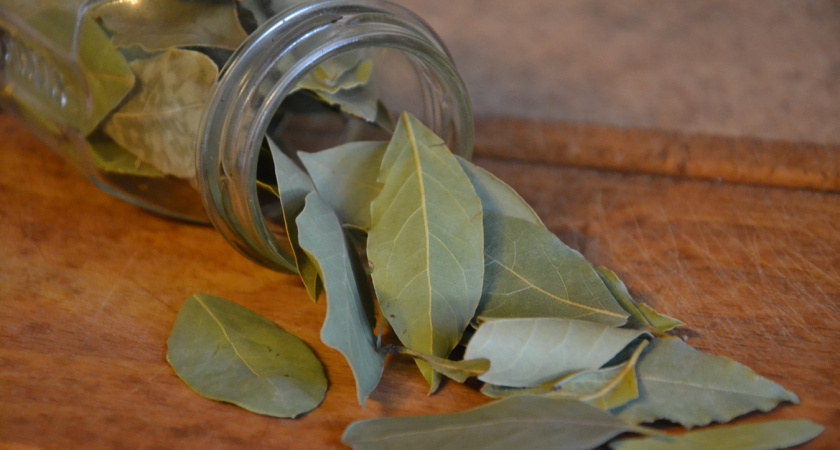 Лавровый лист на подоконнике: вот какие полезные свойства есть у популярной специи
