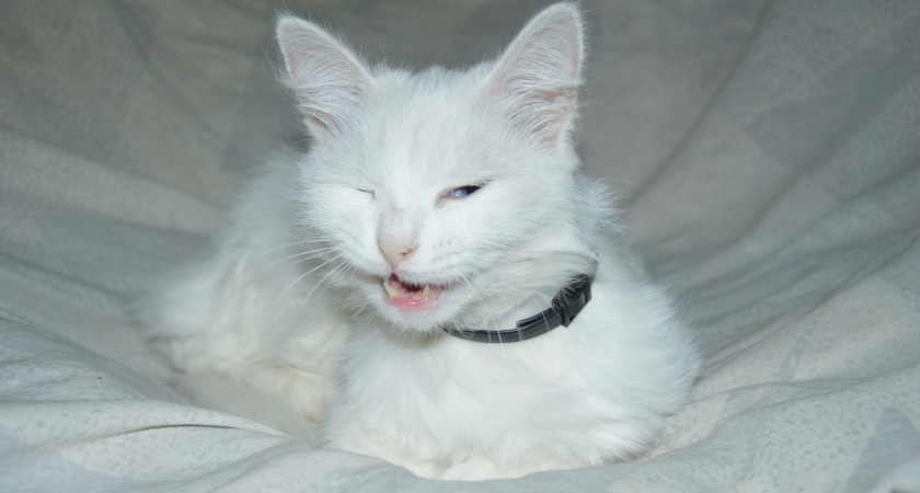 Не ищите улыбку: как легко понять, что ваша кошка счастлива 