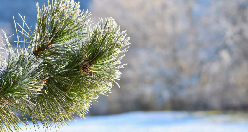 Лесхозы заготовили к празднику 12,5 тысяч елок