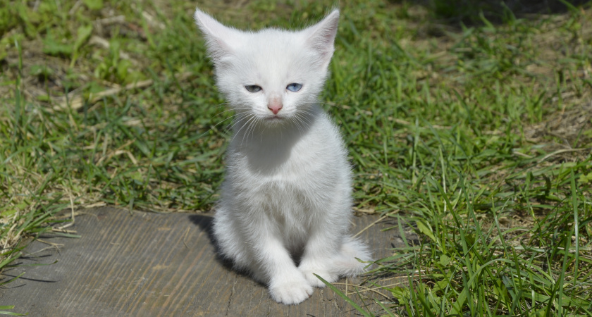 Как понять, что кошка вас терпеть не может: самые точные знаки