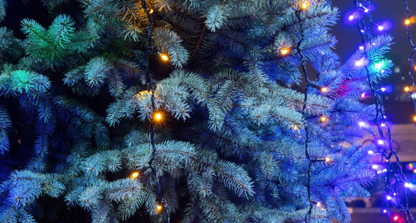 Липецкие медики предупредили о риске энцефалита от новогодних деревьев