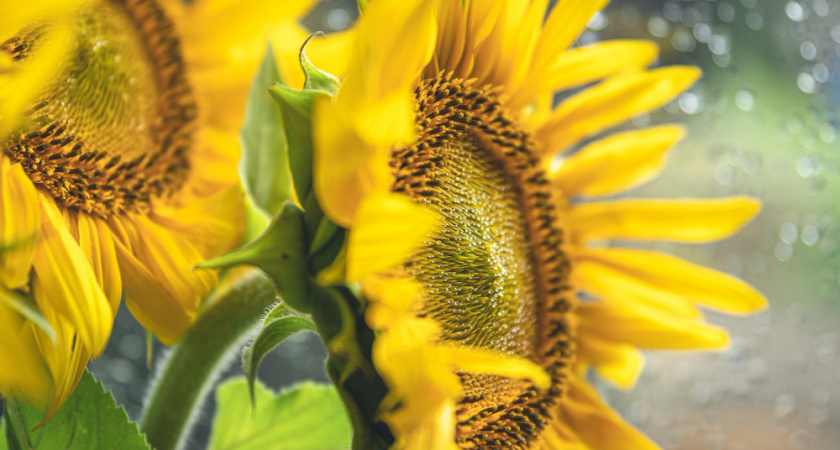 Фермеры региона преодолели историческую планку урожая