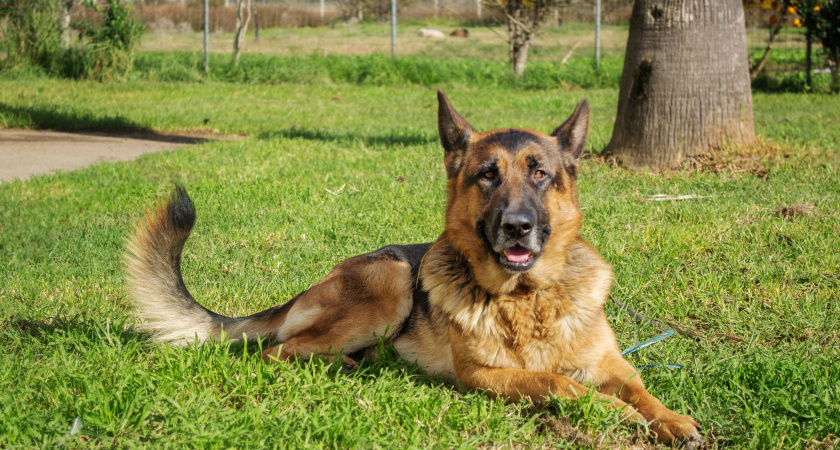 Какие породы собак не стоит заводить в первый раз: список от профессионального кинолога