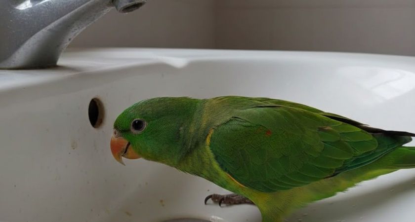 Попугай попал в западню в липецкой квартире