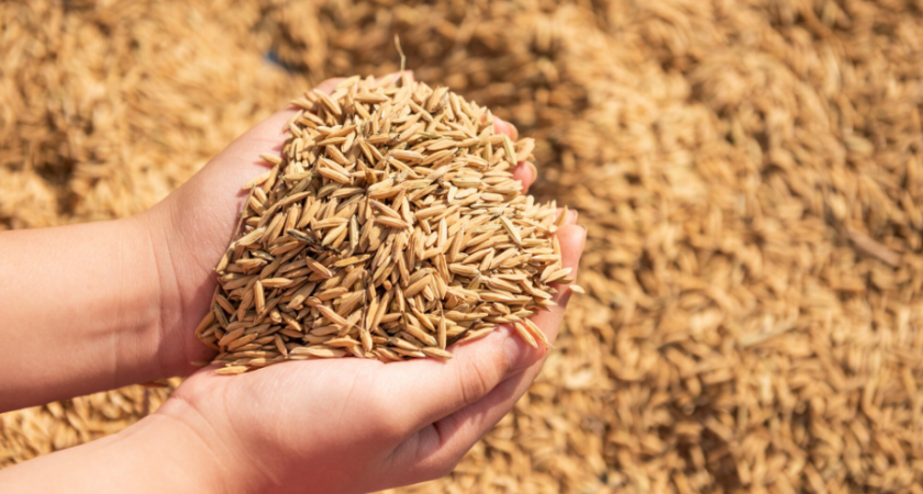 Фермеры региона выбрали пять лучших сортов пшеницы для посева