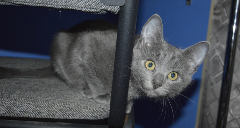 Безопасные угощения для кошки: какие продукты со стола не навредят питомцу - запомните раз и навсегда