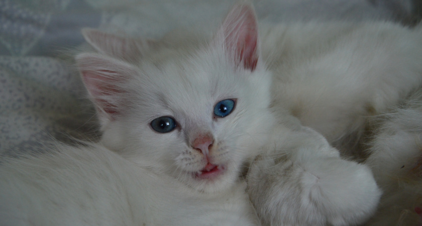 Как понять, что ваша кошка вас не любит: 5 сигналов, которые мы игнорируем каждый день