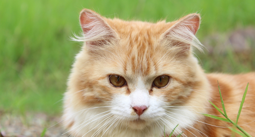 Каких кошек выбирают эксперты: топ-10 самых красивых и здоровых пород по версии заводчиков