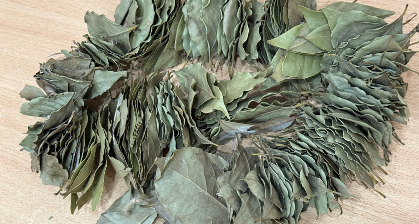 Лавровый лист на подоконнике: вот какие полезные свойства есть у популярной специи