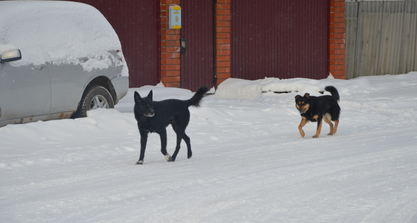 В районах Липецка проводятся рейды по отлову бездомных животных