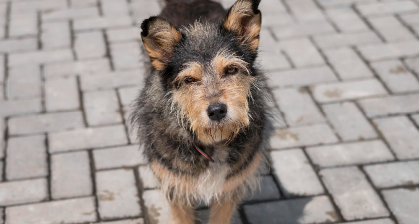 С липецких улиц забрали два десятка бездомных животных