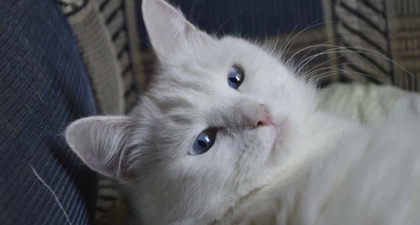 Что на самом деле чувствует кошка, когда вы с ней разговариваете - важное знание для всех владельцев