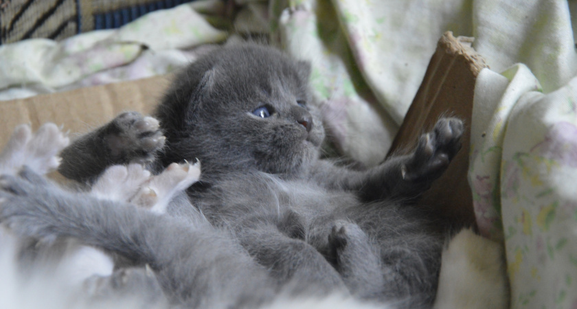 Почему кошка делает нашу жизнь лучше: 3 научно обоснованных факта