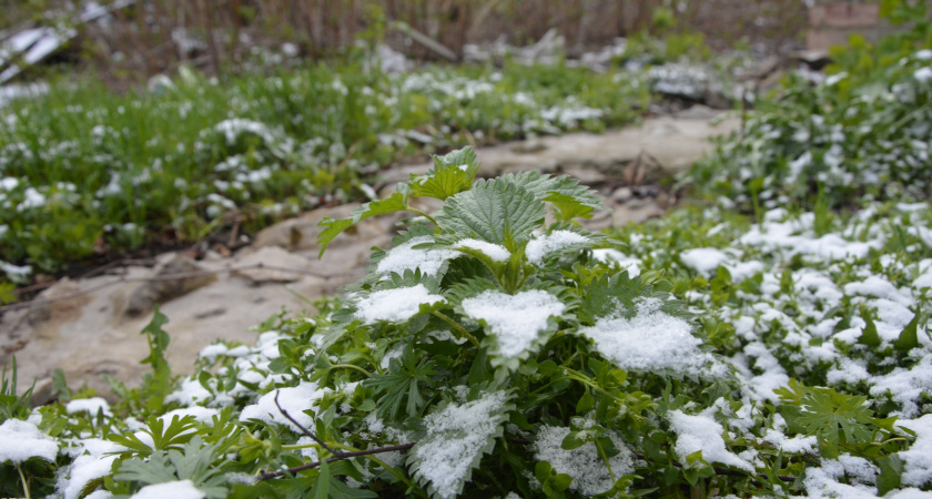 Урожай будущего 2026 года закладывается сейчас: что опытные дачники делают по первому снегу