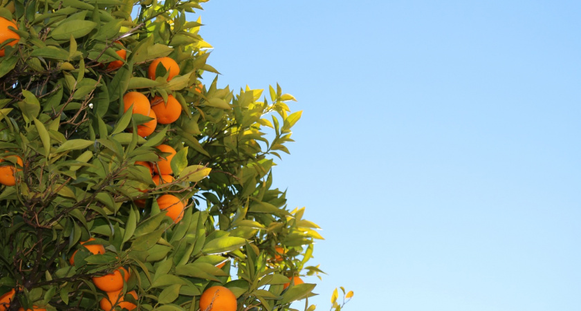 Поехала на сбор хурмы и мандаринов в Абхазию: удалось ли хоть что-то заработать – честный отзыв 