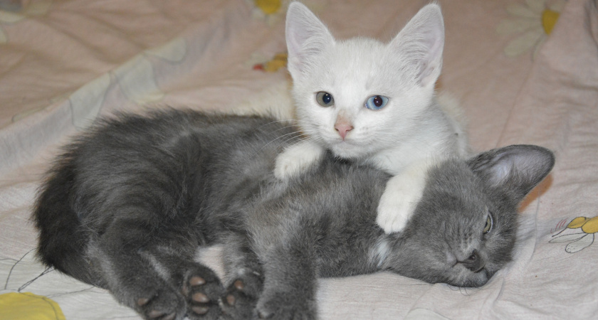 Три кошки, от которых трудно отвести взгляд: их эстетика признана безупречной во всем мире