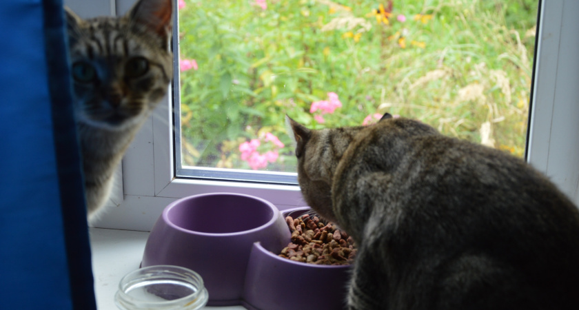 Можно ли кормить кошку сухим и влажным кормом разных производителей – запомните правило