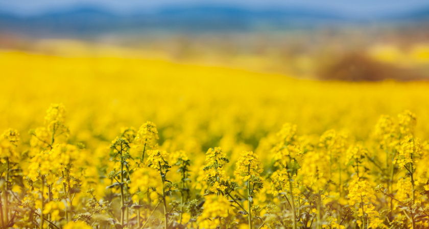 Липецкие фермеры собрали рекордный урожай рапса за всю историю региона