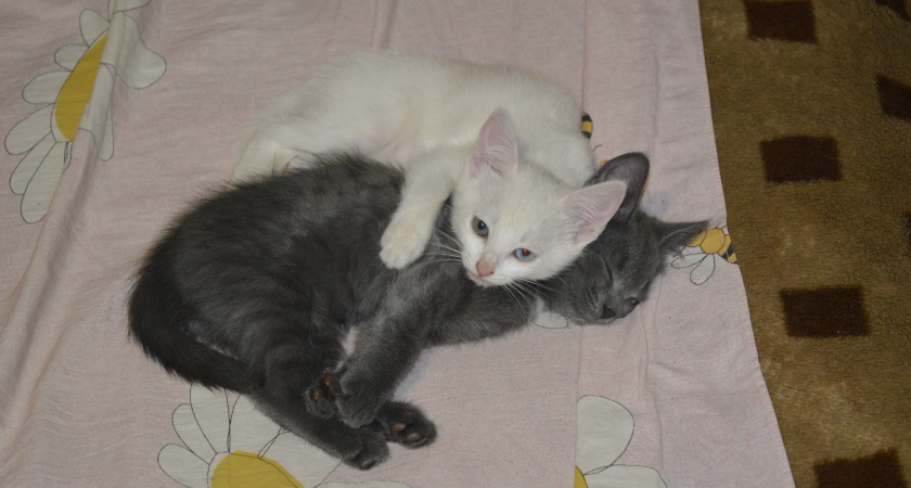 Почему кошка сопровождает человека в ванную и туалет: что на самом деле хочет ваш питомец