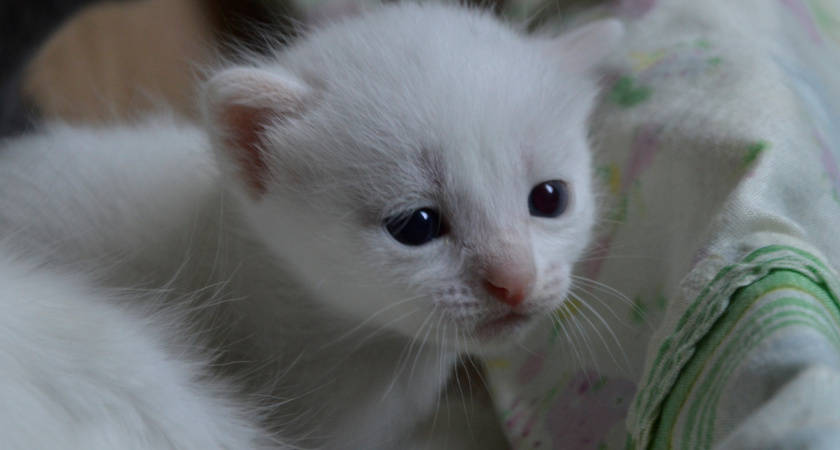 Кошачья память: почему встреча с повзрослевшим котёнком может обернуться конфликтом