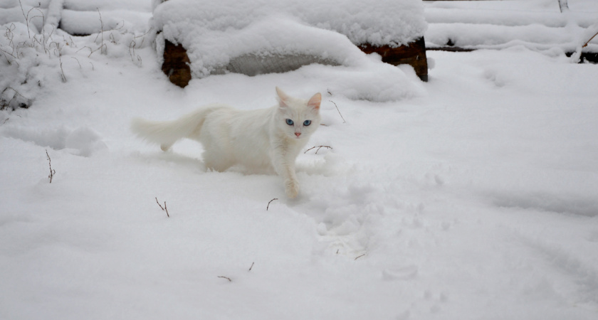 Кошачья благодарность: могут ли бывшие бродяги оценить новый дом