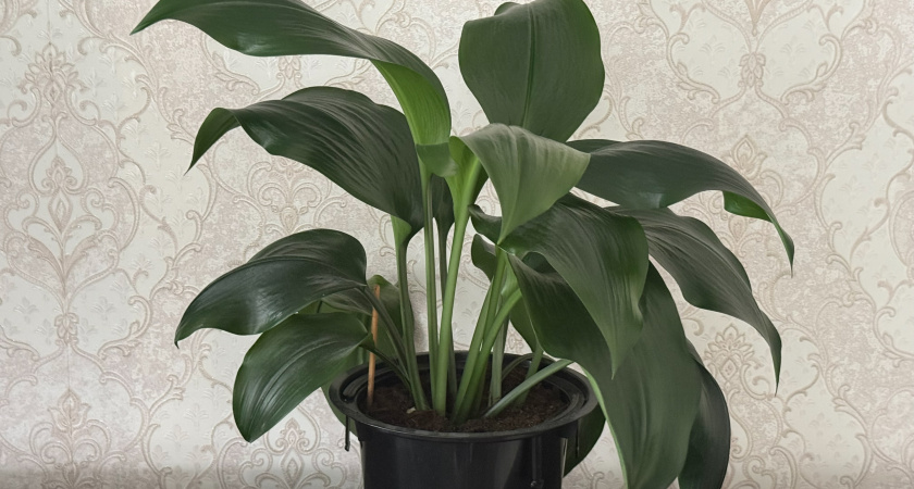 Спатифиллум зацветёт рекордными темпами: основные принципы ухода, которые дают такой результат