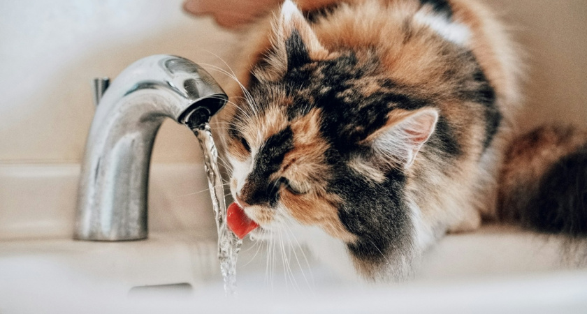 Липецкие улицы Гагарина и Качалова отключили от водоснабжения