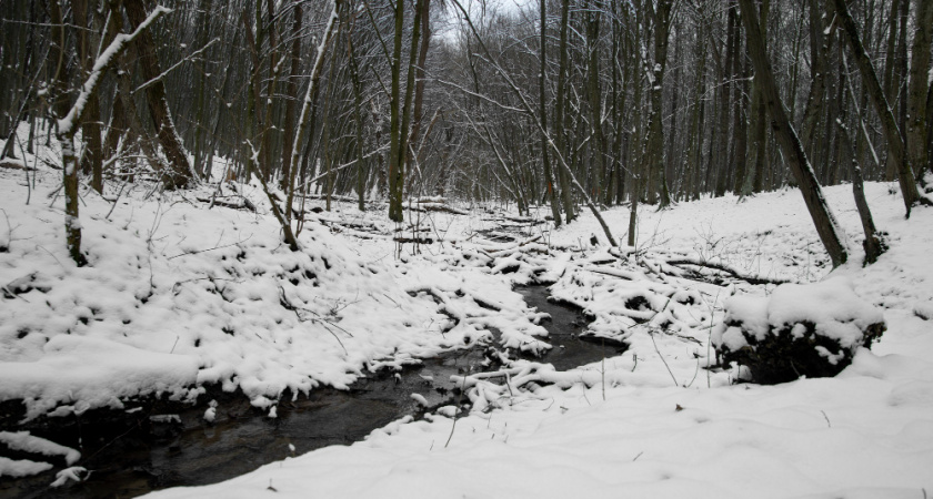 Синоптики обещают над Липецкой областью зимний дождь вместо снега