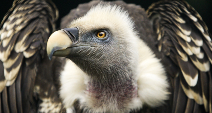 В Липецком зоопарке показали редкого грифа из красной книги