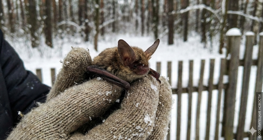 Жители Борино спасли замерзающую летучую мышь от гибели