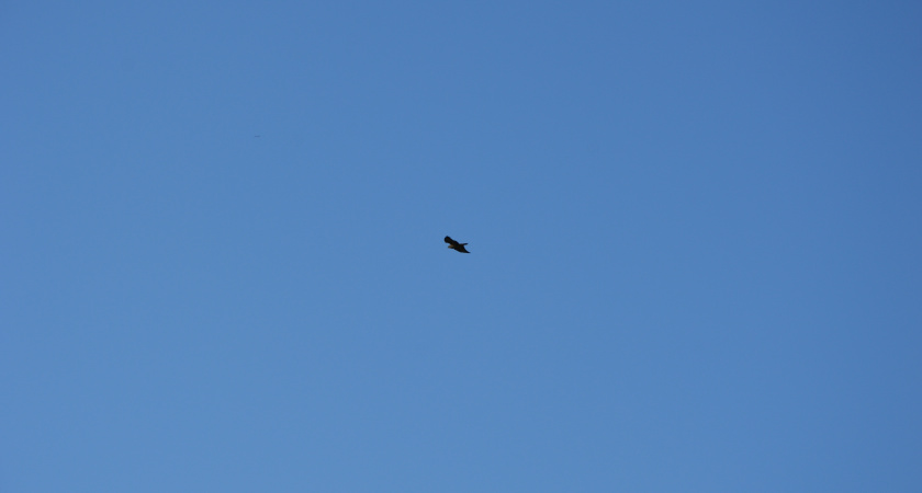 Над территорией Липецкой области сбили 5 БПЛА