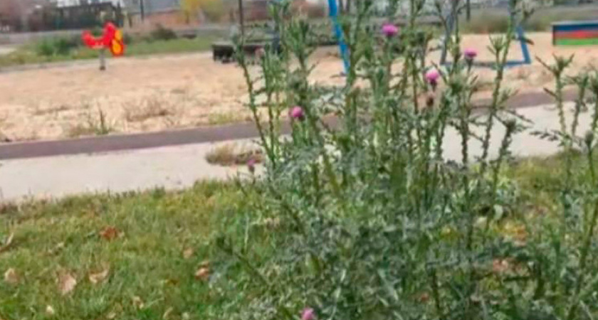 Липецкая прокуратура подтвердила запущенное состояние сквера в центре города