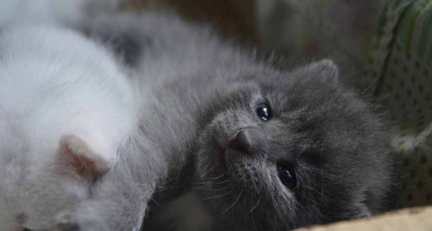 Что значит, когда кошка кладет лапу на вас: 4 главные причины такого поведения