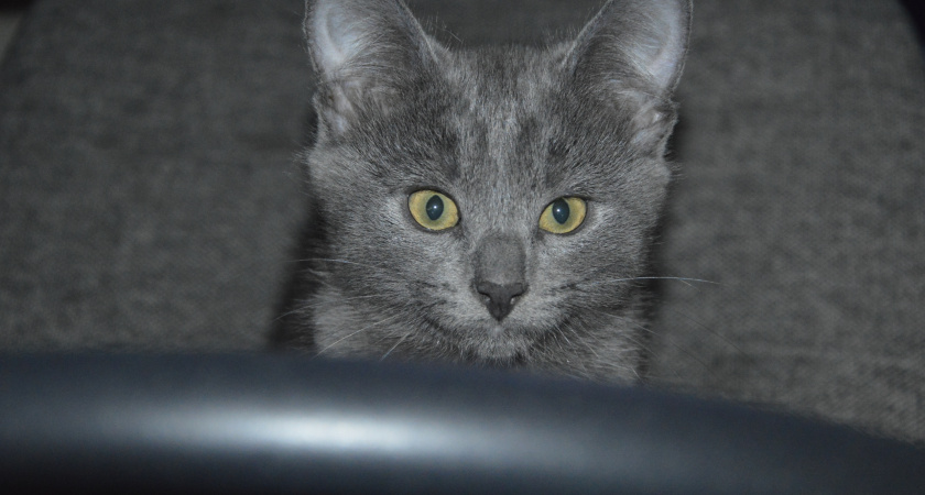 За вами по пятам: о чём на самом деле думает кошка - 5 главных причин